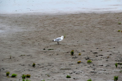 View of seagulls on beach