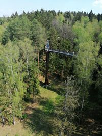 Trees in forest