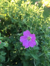 Close-up of flower blooming outdoors