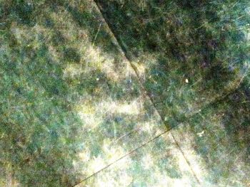 Full frame shot of tree