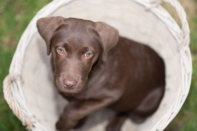Close-up portrait of dog in basket