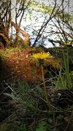 Plant growing in a park