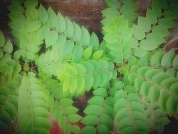 Close-up of green leaves