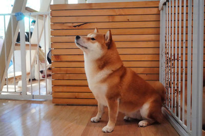 Close-up of dog