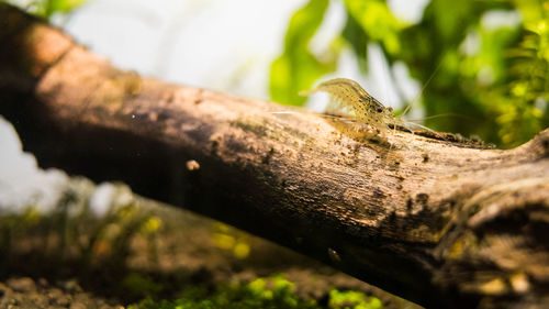 Close-up of lizard on tree trunk