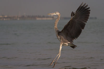 Close-up of gray heron on water