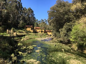 Plants and trees by lake against sky