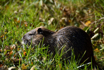 Close-up of an animal on grass