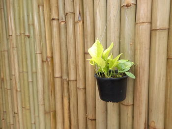 Beautiful old flowers on bamboo fence background.