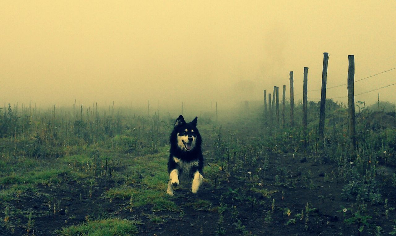 domestic animals, mammal, pets, one animal, animal themes, dog, grass, portrait, field, sky, looking at camera, standing, nature, outdoors, no people, plant, sitting, full length, landscape, day