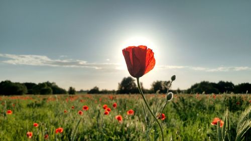 Red poppy blooming in field