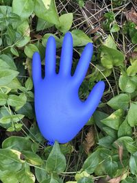 High angle view of blue flower and plants