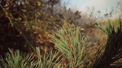 Close-up of plants growing on field