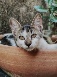 Close-up portrait of a cat