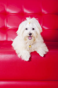 Portrait of dog sitting on sofa