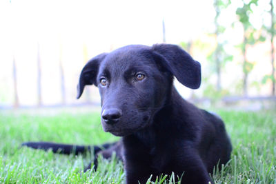 Close-up of black dog on grassy field