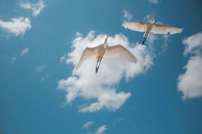 Low angle view of birds flying against sky