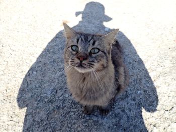 High angle portrait of cat by shadow on floor