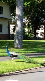 View of birds in lawn