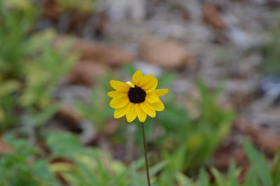 Close-up of yellow flower blooming in field