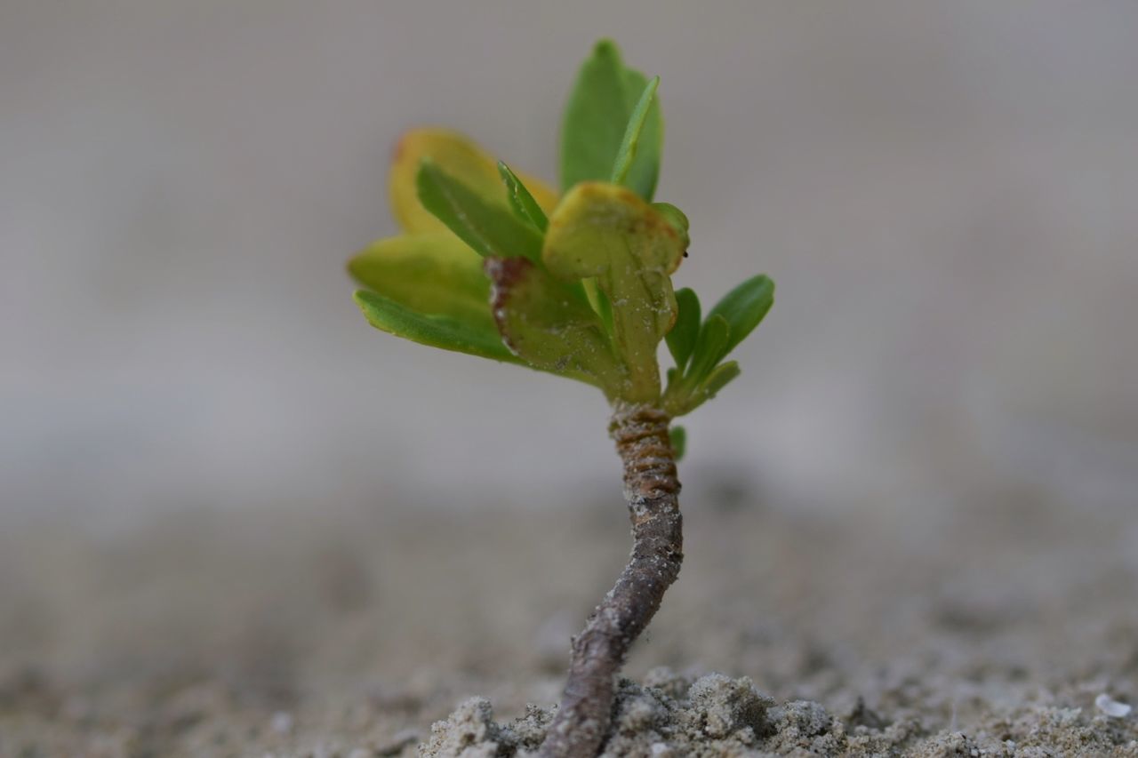 plant, leaf, nature, growth, no people, close-up, green color, selective focus, day, fragility, focus on foreground, outdoors, beauty in nature, freshness, animal themes