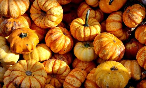 Full frame shot of pumpkins at market stall