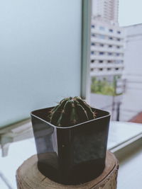 Close-up of potted plant on window sill