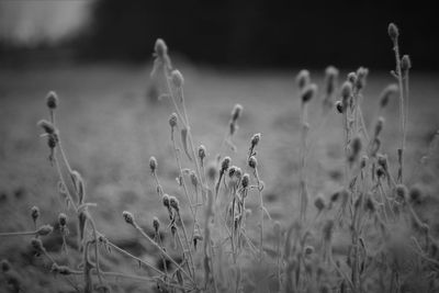 Close-up of stalks in field
