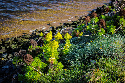 High angle view of plants on beach