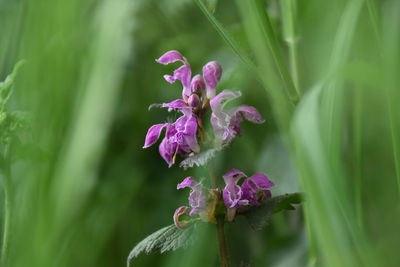 Close-up of purple flowering plant