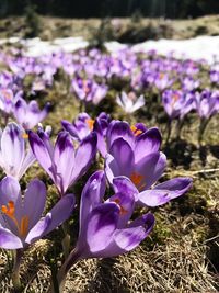 Close-up of purple crocus flowers on field