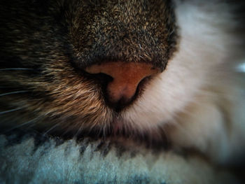 Close-up of cat