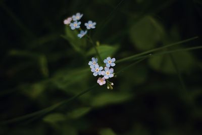 Close-up of white flowering plant