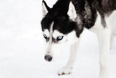 Close-up portrait of a dog