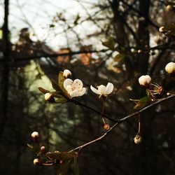 High angle view of cherry blossoms in spring