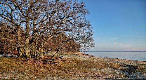 Bare trees against blue sky