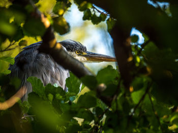 Low angle view of bird perching on tree