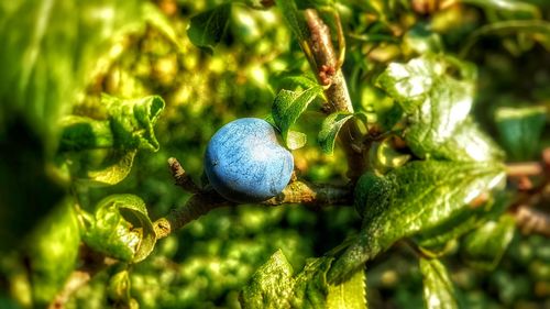 Close-up of fruit growing on tree