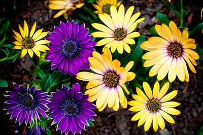 Close-up of purple flowers blooming outdoors