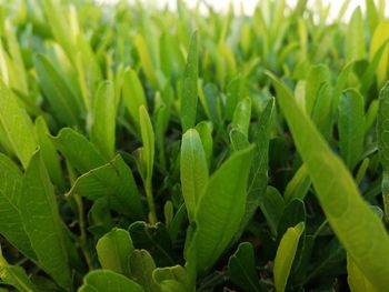 Close-up of crops growing on field