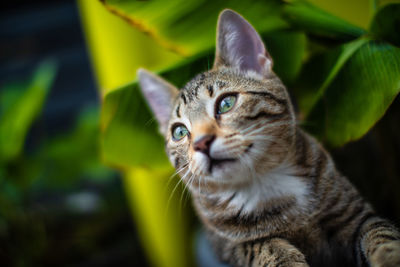 Close-up portrait of a cat