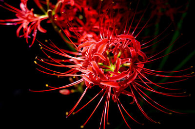 Close-up of red flowers blooming at night