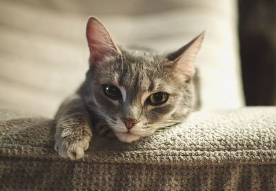 Close-up portrait of cat