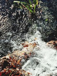 High angle view of waterfall in forest