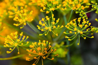 Close-up of yellow flowering plant