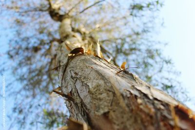 Low angle view of bird perching on tree against sky