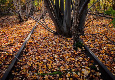 Dry leaves on road amidst trees during autumn