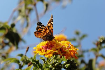 Close-up of butterfly pollinating on flower