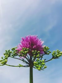 Low angle view of pink flowers blooming against sky