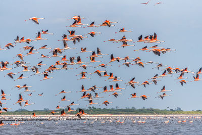 Flight of a big flock of andean flamingos, phoenicoparrus andinus, from the ansenuza sea, argentina.